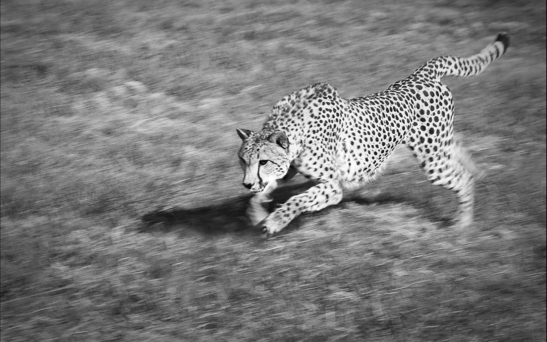 Leading with Cheetah-like Agility: Embracing Action for Success